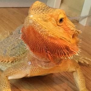 Meet your Posher, Cillian